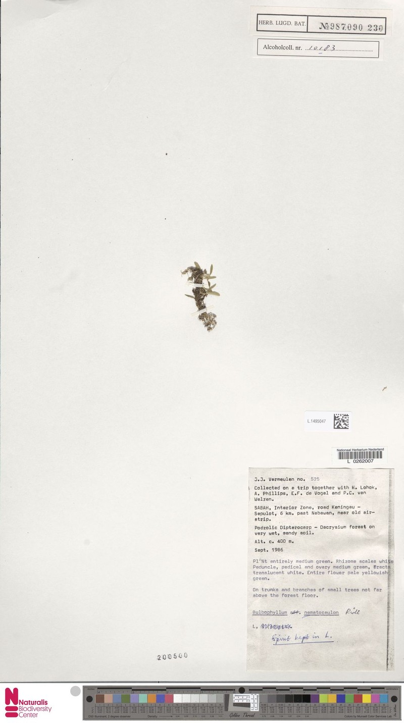 Bulbophyllum nematocaulon photo 2