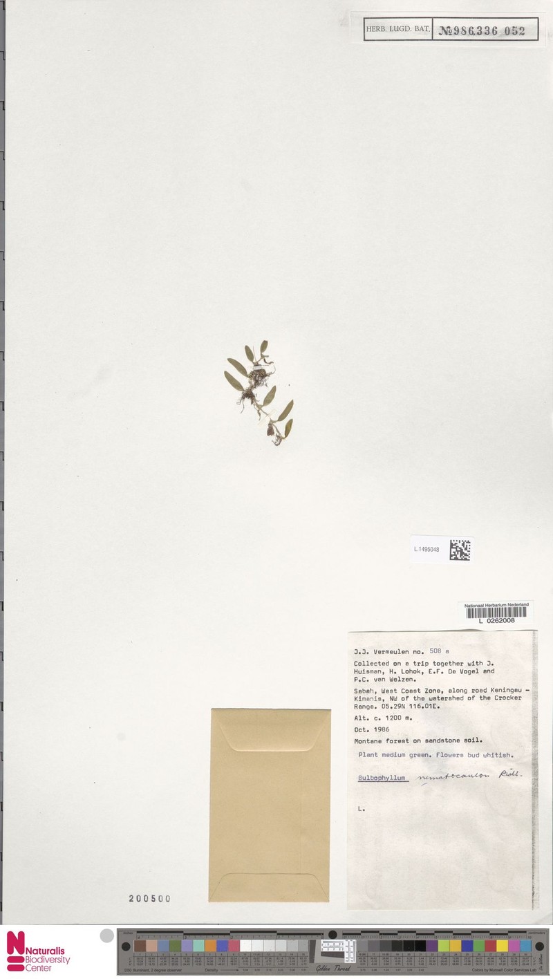 Bulbophyllum nematocaulon photo 3