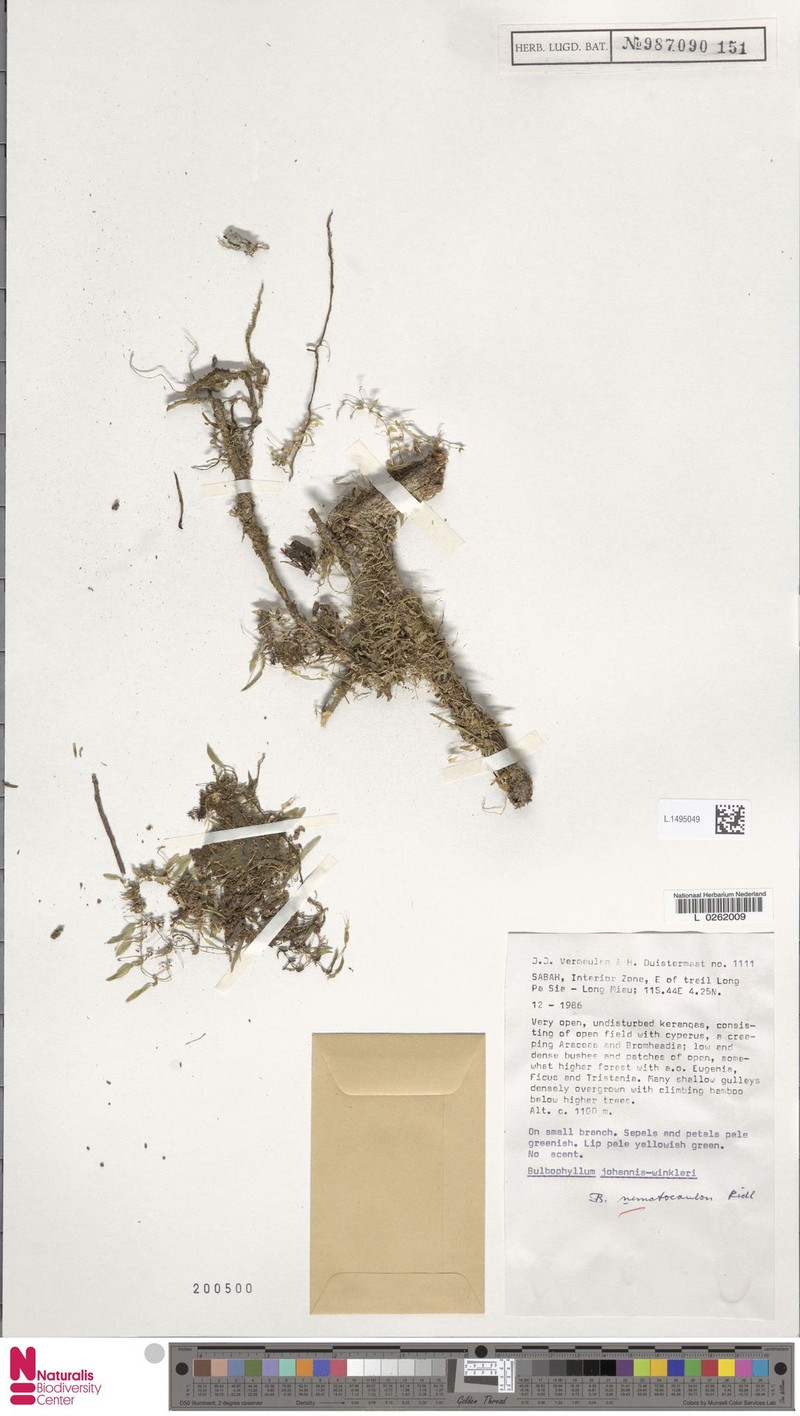Bulbophyllum nematocaulon photo 4