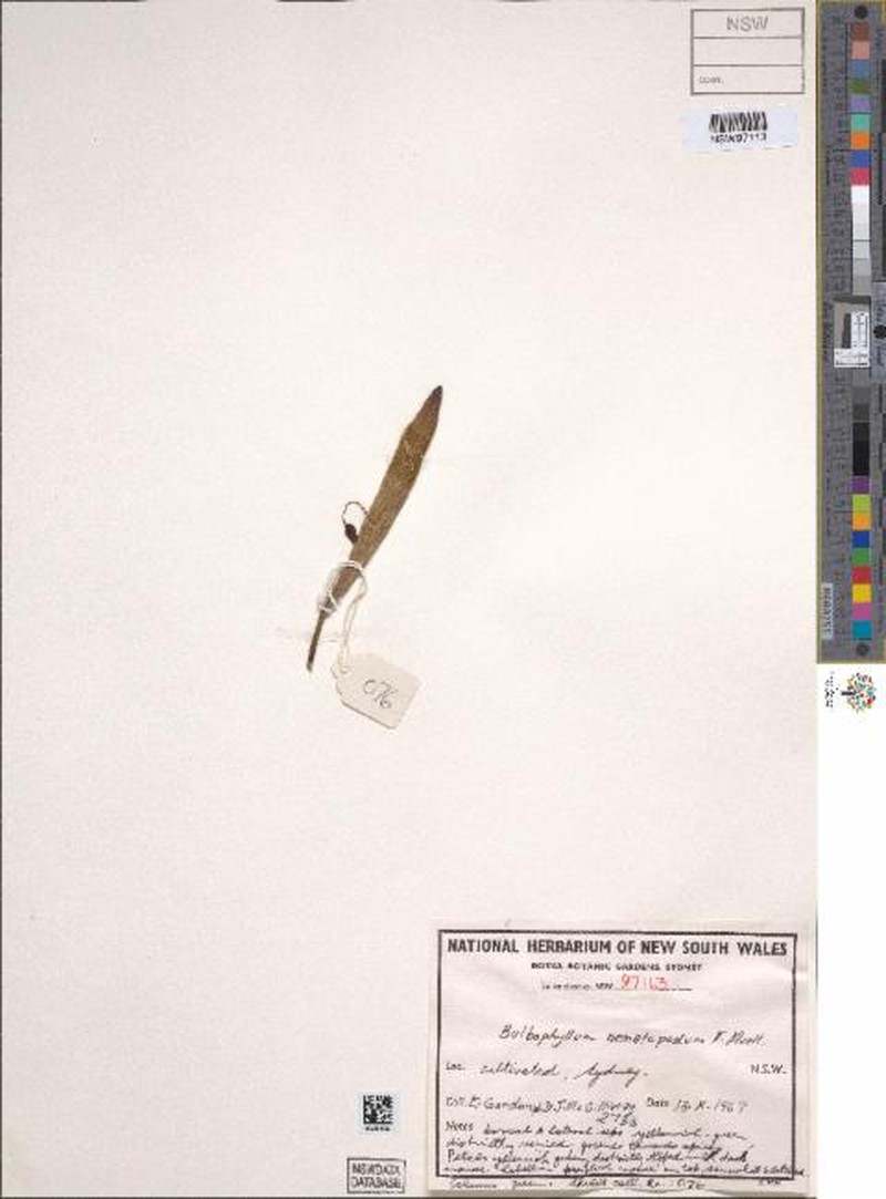 Bulbophyllum nematopodum