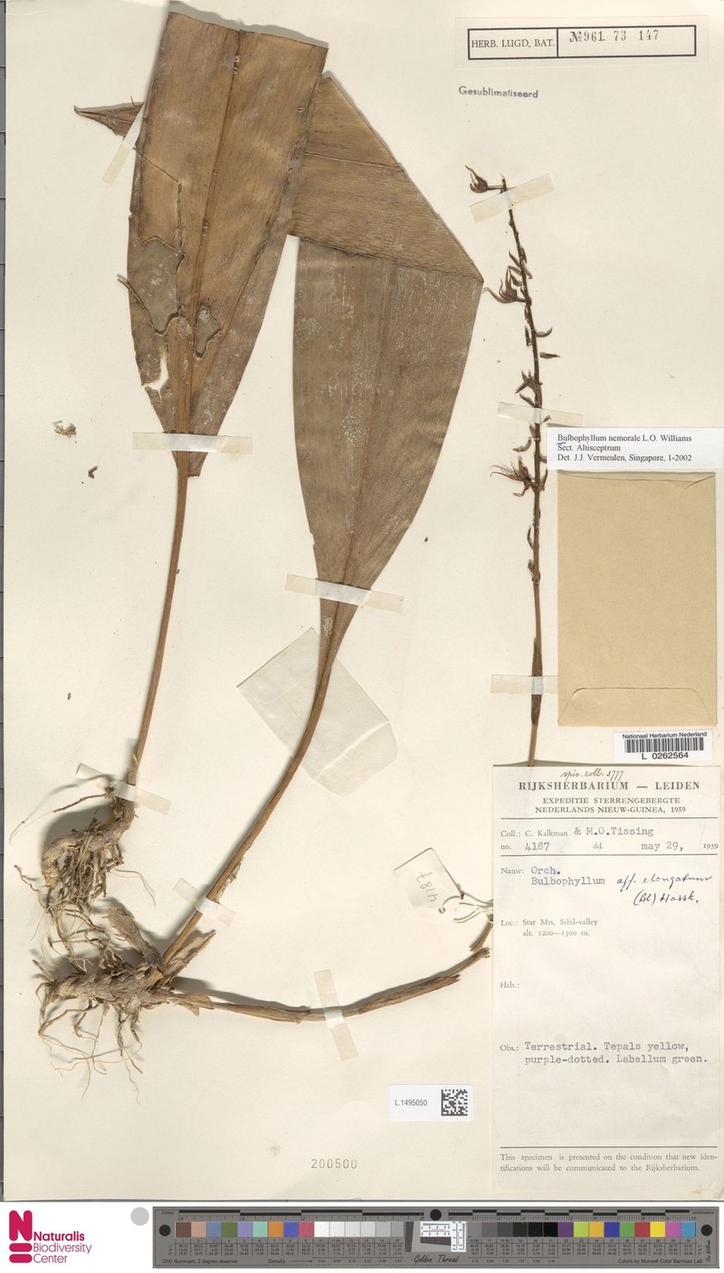 Bulbophyllum nemorale