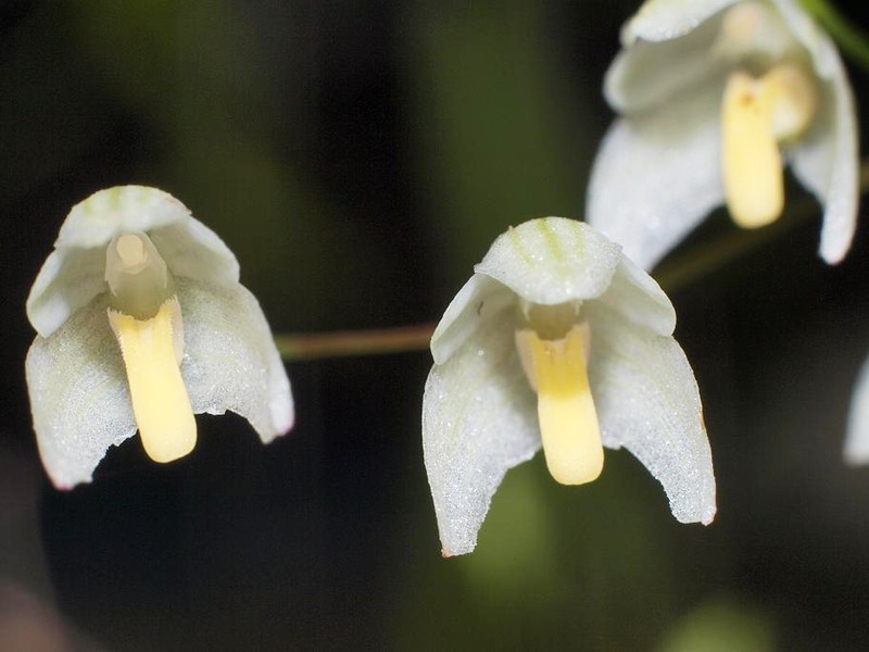 Bulbophyllum newportii