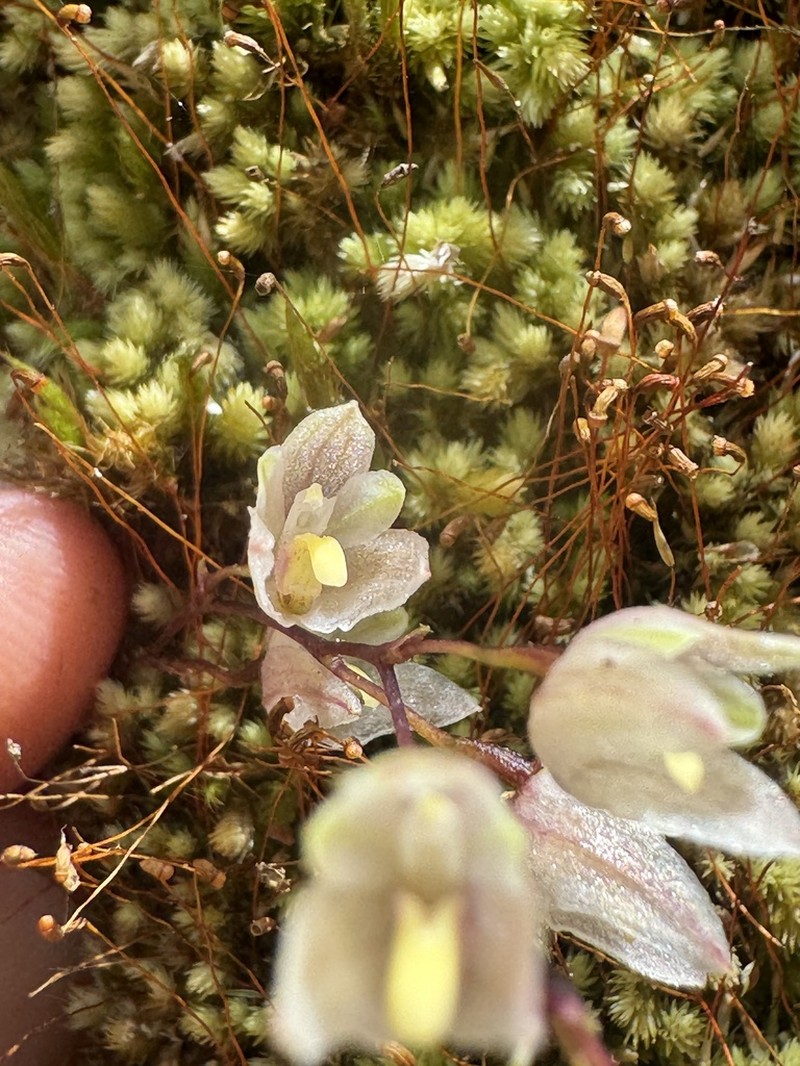 Bulbophyllum newportii photo 3