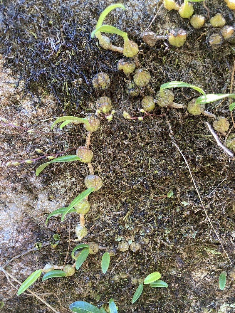 Bulbophyllum newportii photo 4