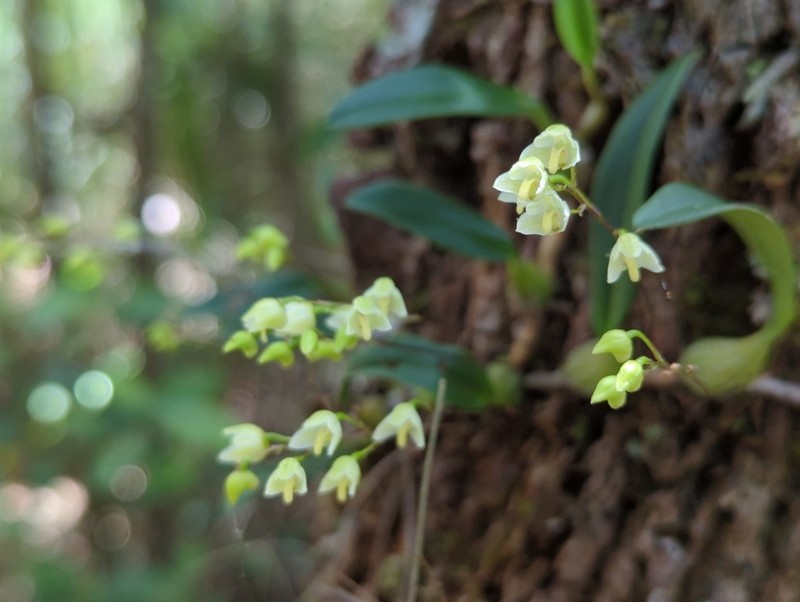 Bulbophyllum newportii photo 5