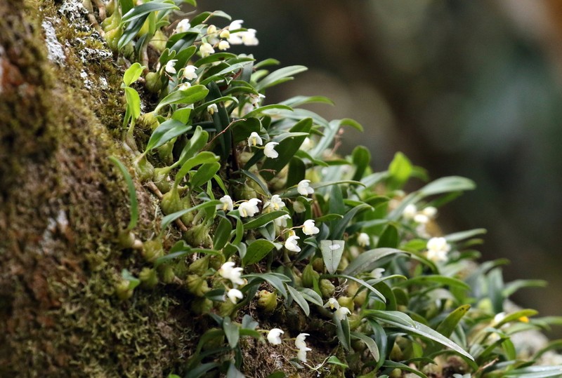 Bulbophyllum newportii photo 6