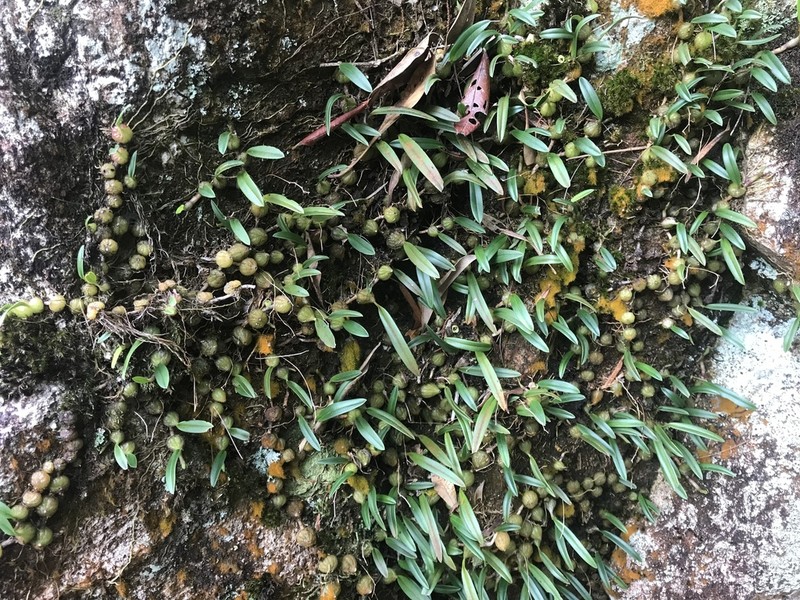 Bulbophyllum newportii photo 7