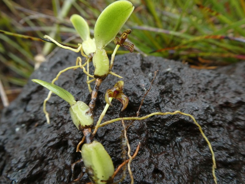 Bulbophyllum ngoyense