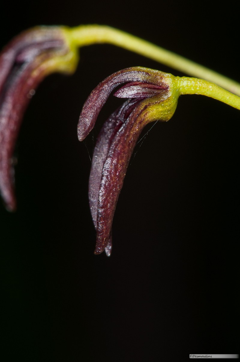 Bulbophyllum ngoyense photo 2
