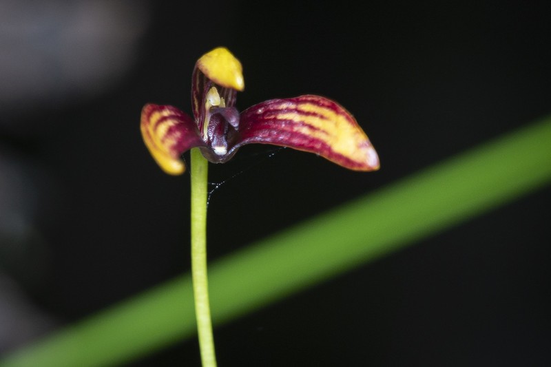 Bulbophyllum ngoyense photo 3