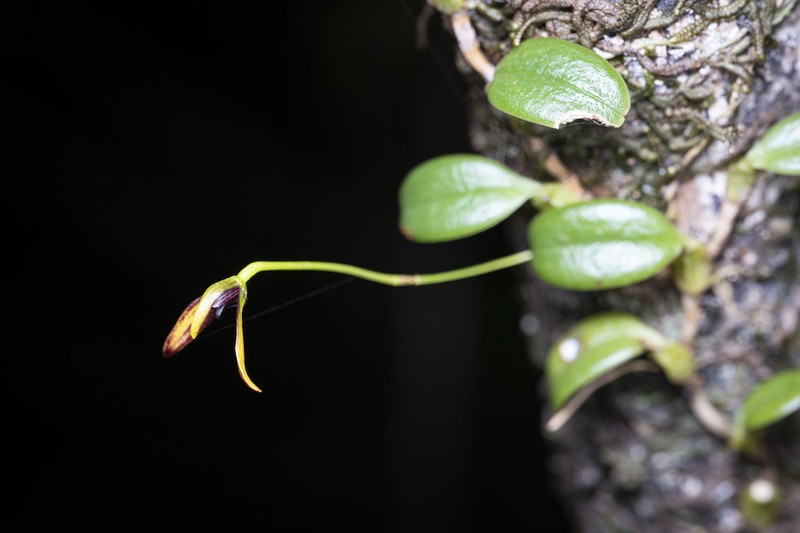 Bulbophyllum ngoyense photo 4