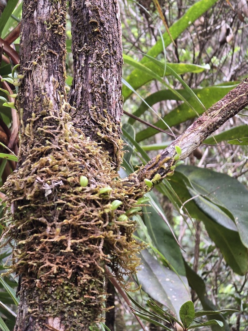Bulbophyllum ngoyense photo 5