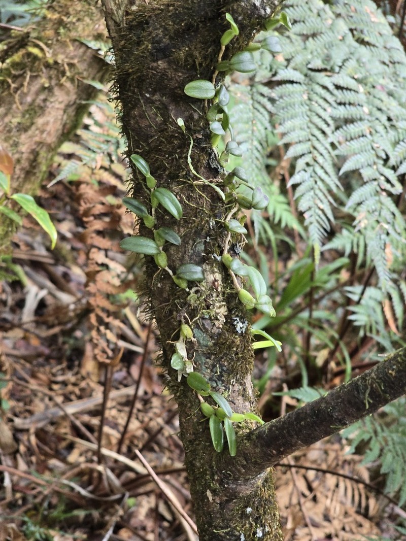 Bulbophyllum ngoyense photo 6
