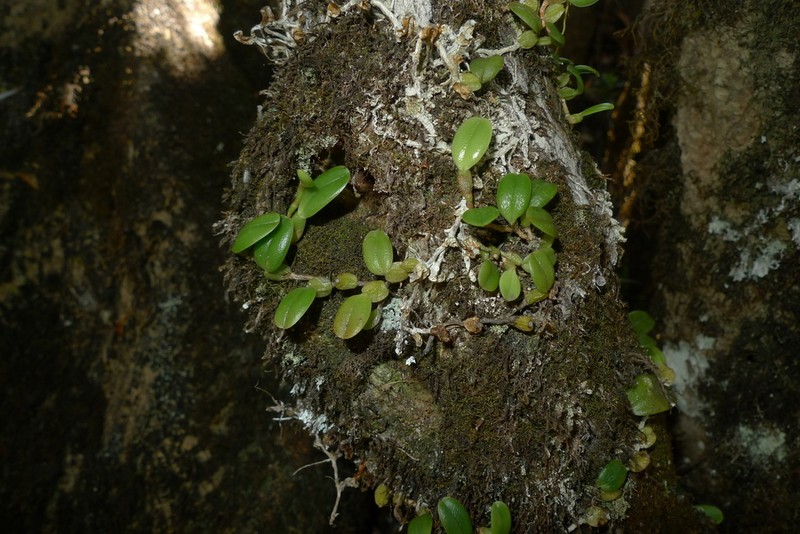 Bulbophyllum ngoyense photo 8