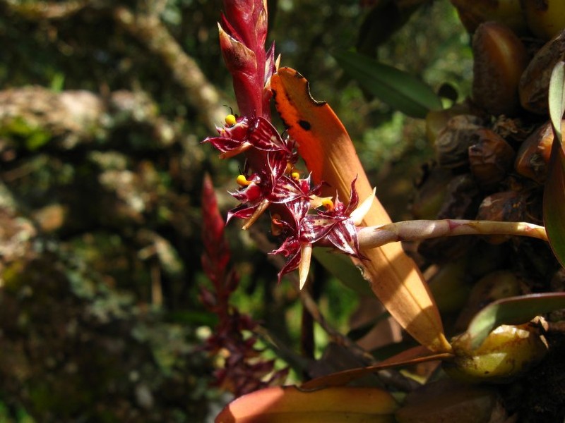 Bulbophyllum nigericum