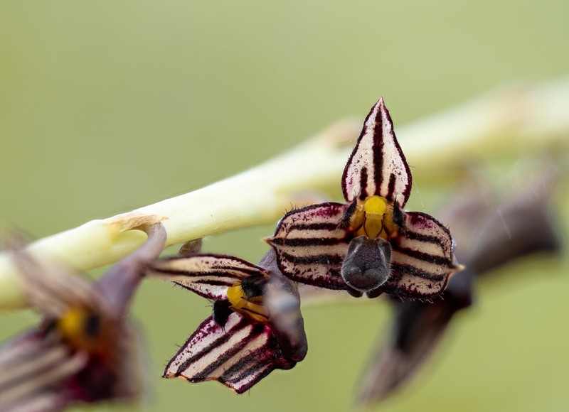 Bulbophyllum nigrescens