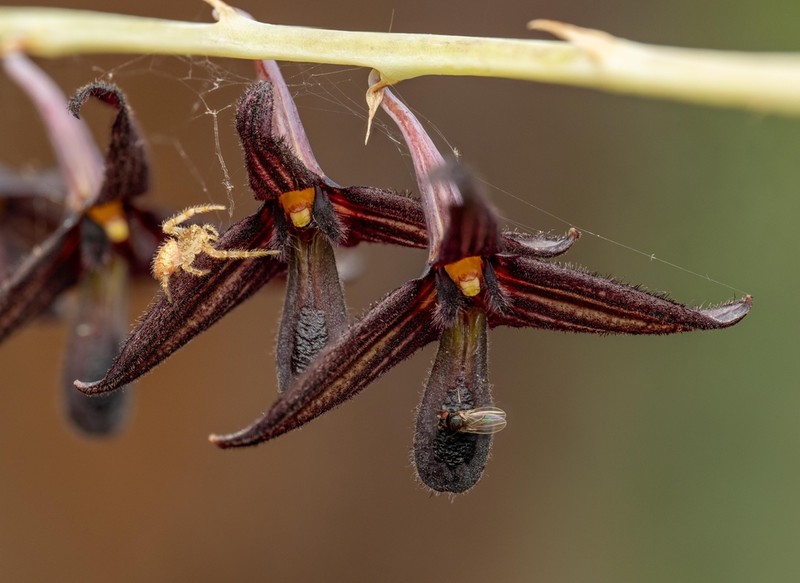 Bulbophyllum nigrescens photo 2