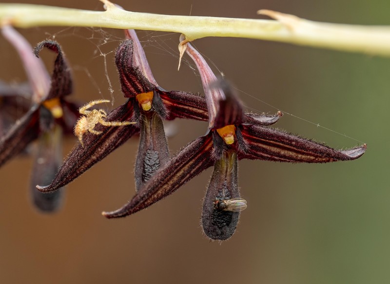 Bulbophyllum nigrescens photo 4