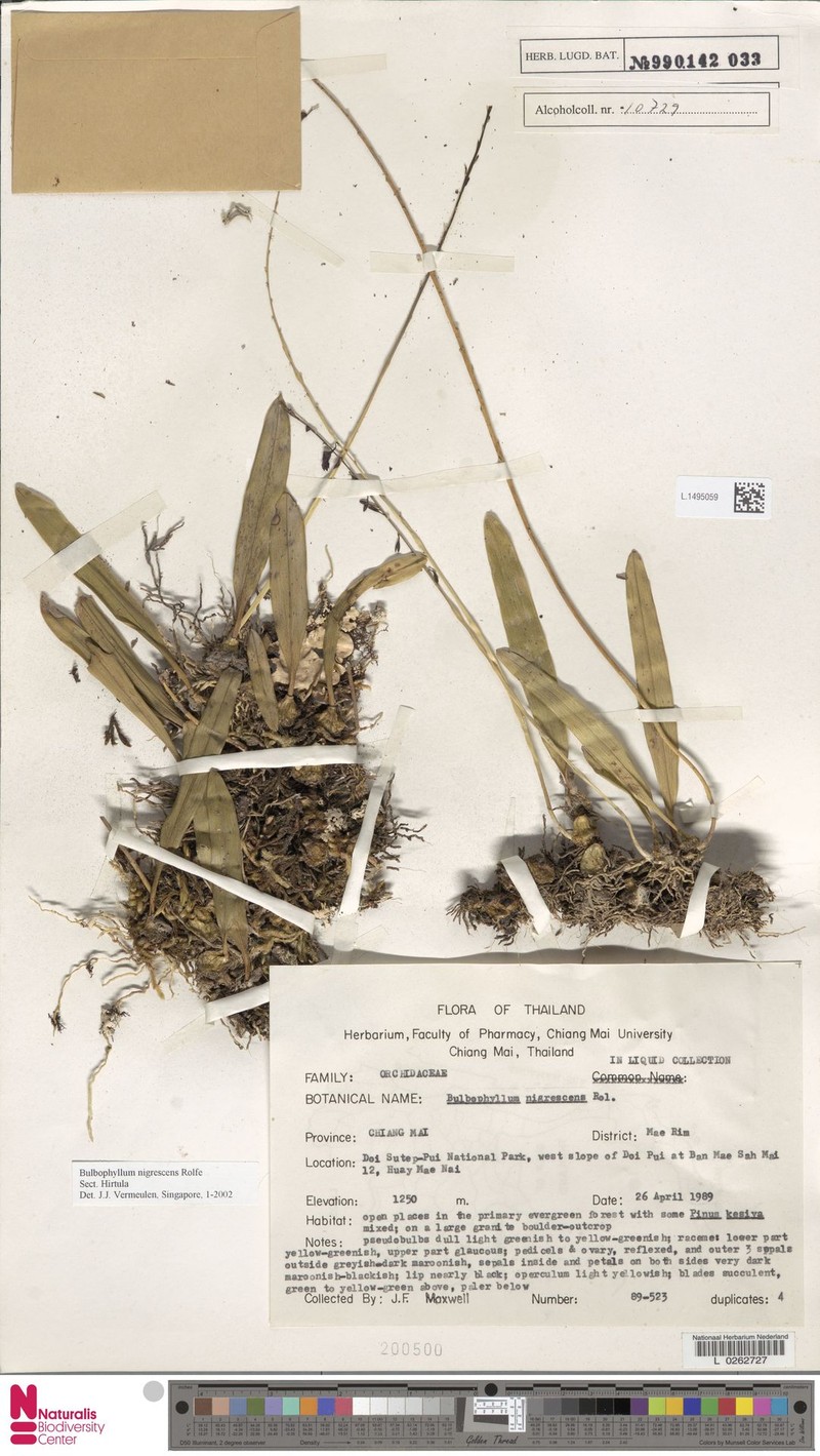 Bulbophyllum nigrescens photo 6