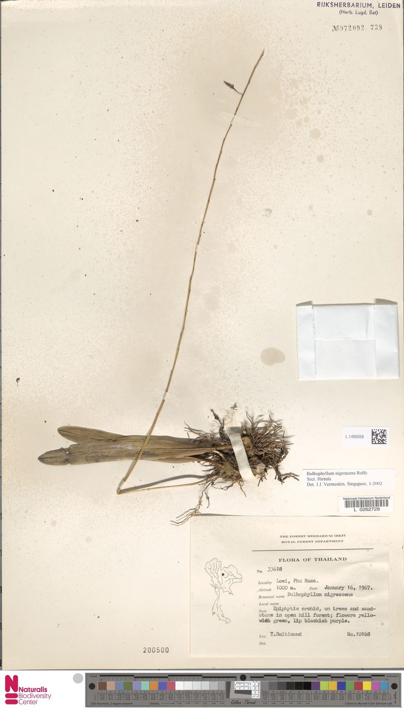 Bulbophyllum nigrescens photo 7