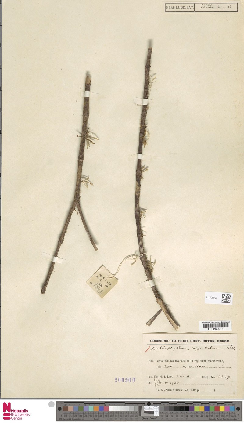 Bulbophyllum nigrilabium