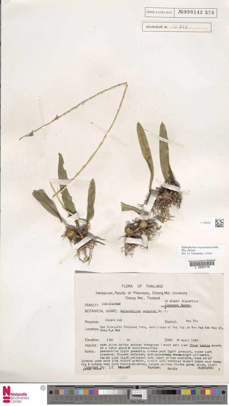 Bulbophyllum nigripetalum