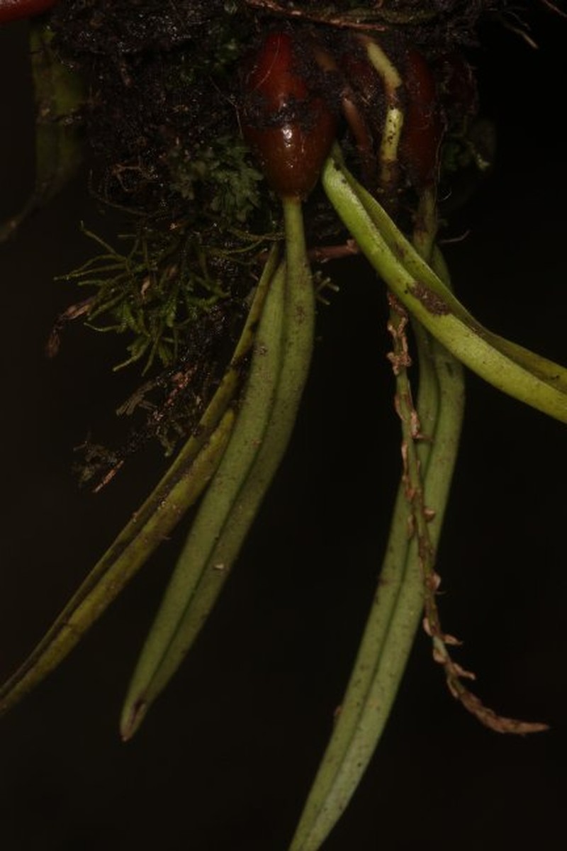 Bulbophyllum nigritianum