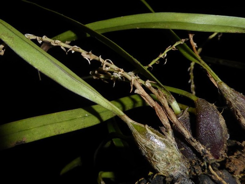 Bulbophyllum nigritianum photo 2
