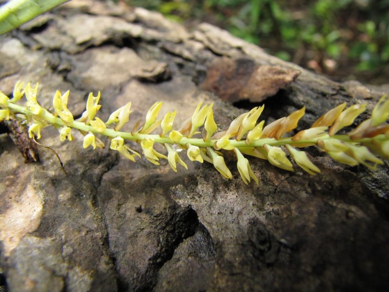 Bulbophyllum nigritianum photo 3