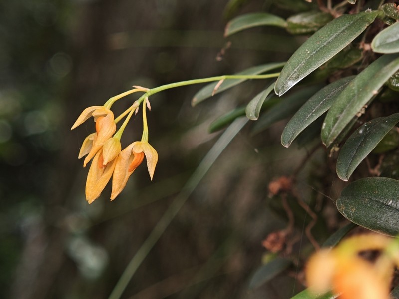 Bulbophyllum ningboense photo 2