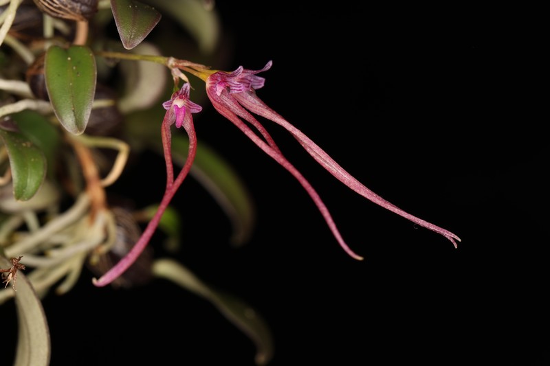 Bulbophyllum nipondhii