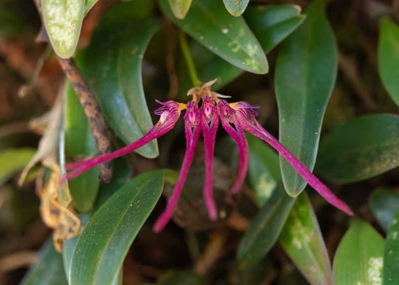 Bulbophyllum nipondhii photo 3