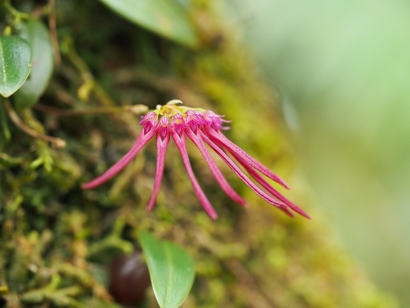 Bulbophyllum nipondhii photo 4