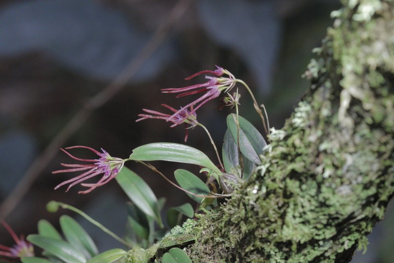 Bulbophyllum nipondhii photo 5