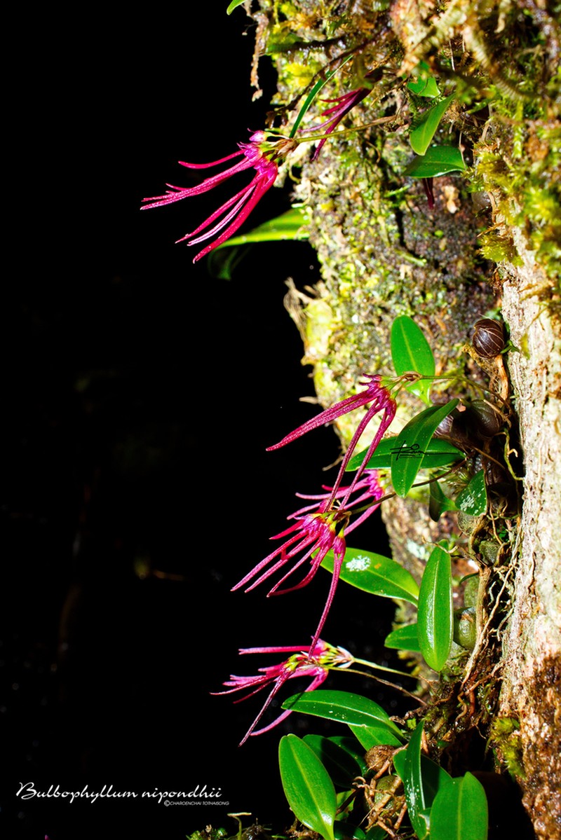 Bulbophyllum nipondhii photo 6
