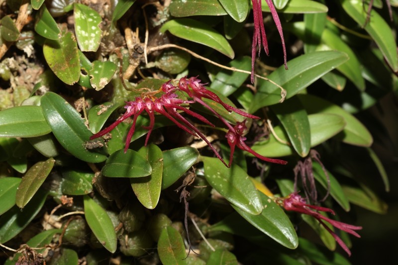 Bulbophyllum nipondhii photo 7