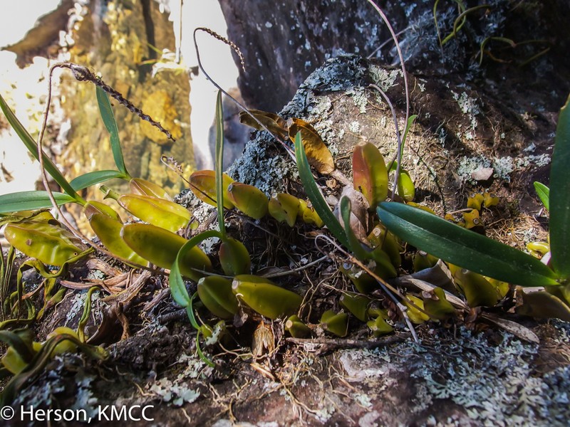 Bulbophyllum nitens