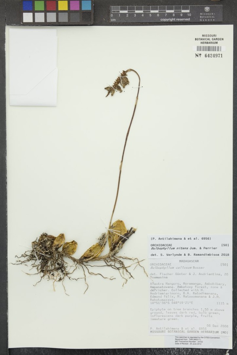 Bulbophyllum nitens photo 3