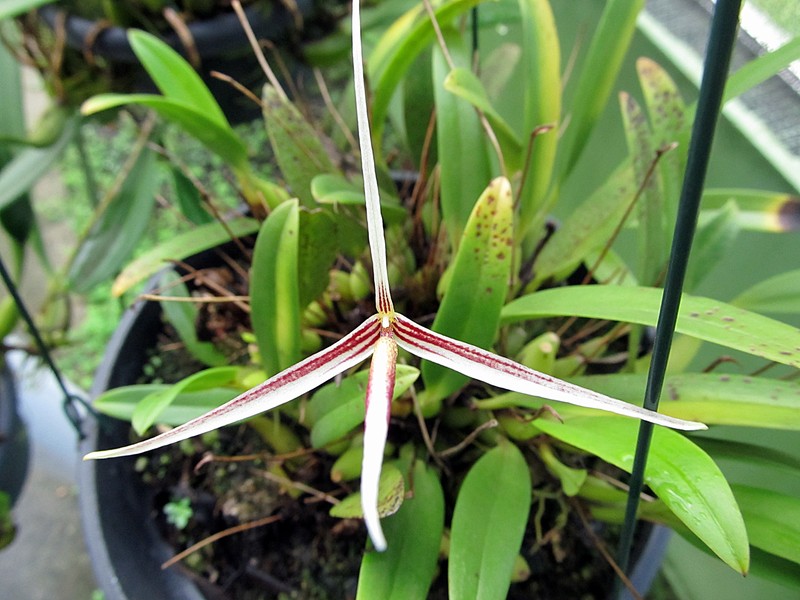 Bulbophyllum nitidum