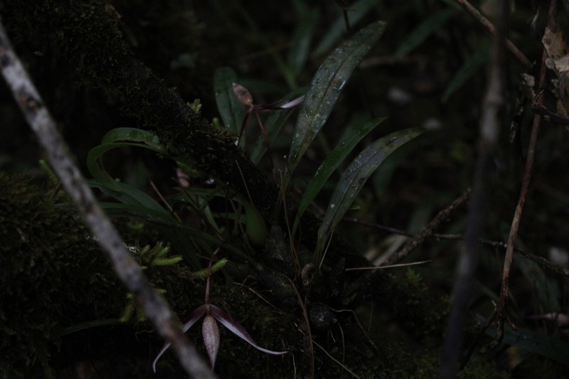 Bulbophyllum nitidum photo 2