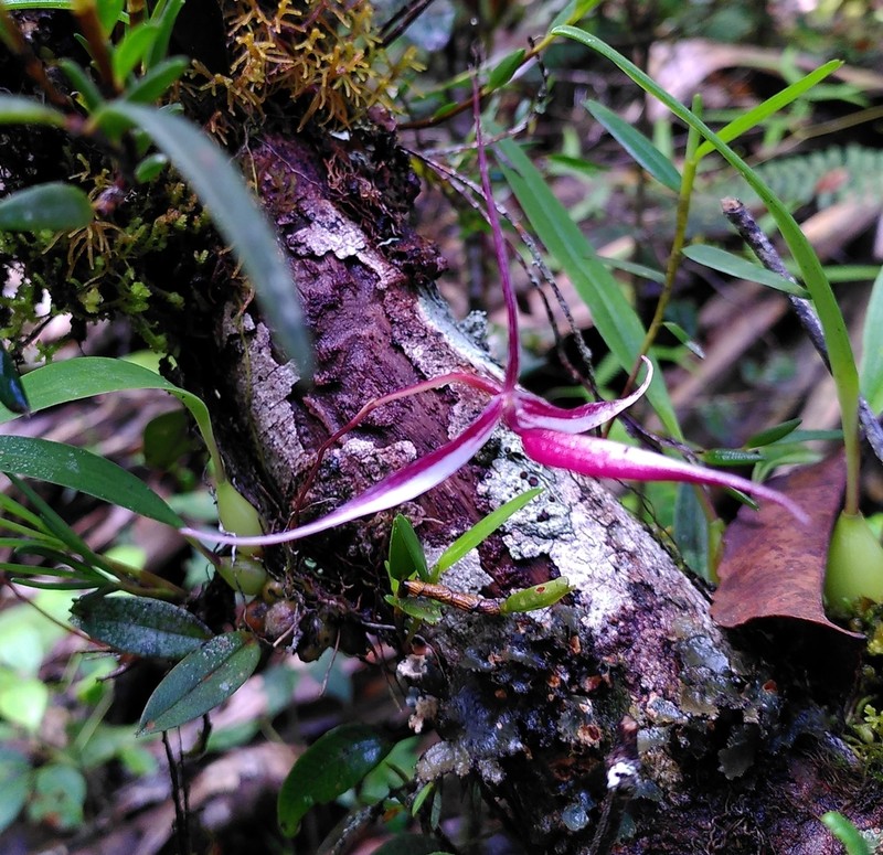 Bulbophyllum nitidum photo 3