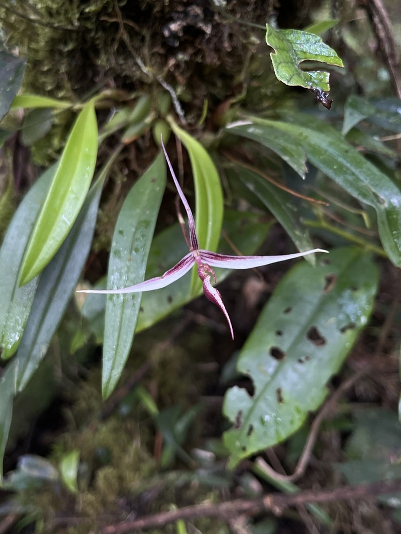 Bulbophyllum nitidum photo 4