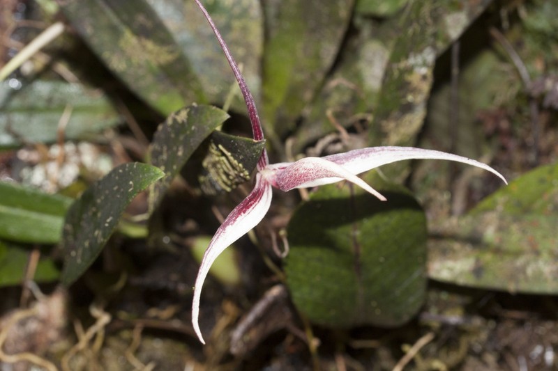 Bulbophyllum nitidum photo 5