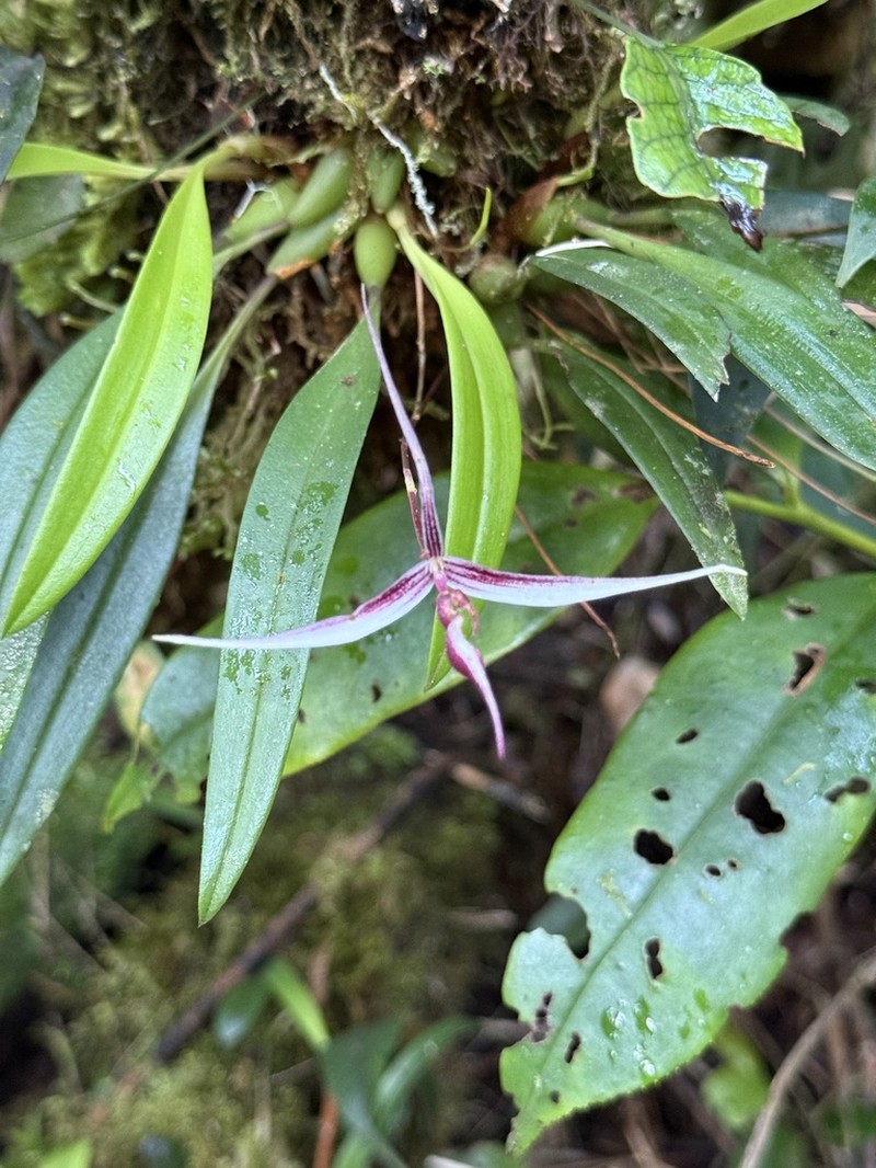 Bulbophyllum nitidum photo 6