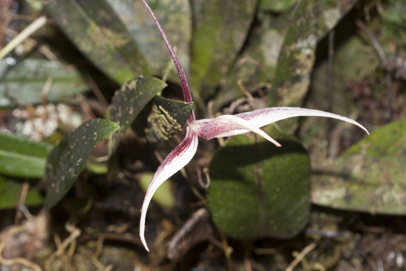 Bulbophyllum nitidum photo 7