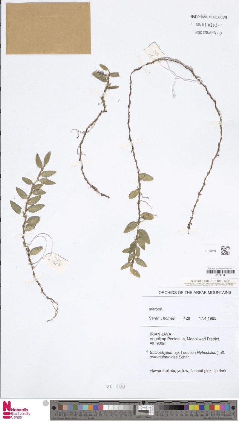 Bulbophyllum nummularioides