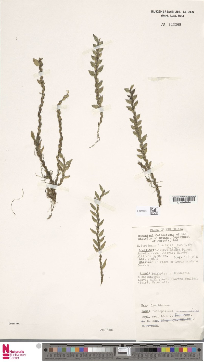Bulbophyllum nummularioides photo 2