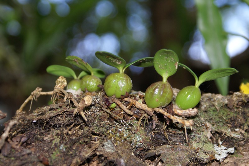 Bulbophyllum nutans