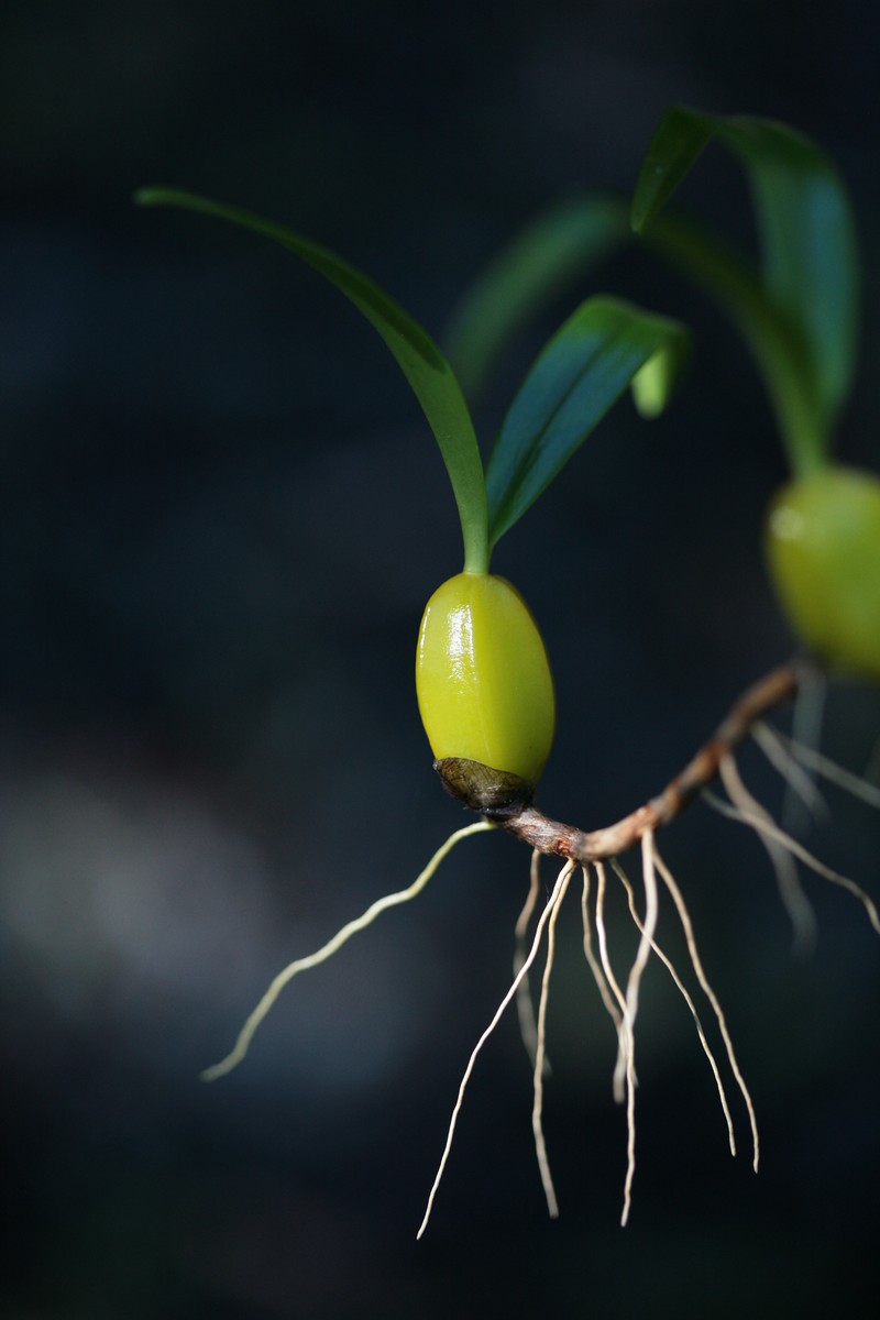 Bulbophyllum nutans photo 2
