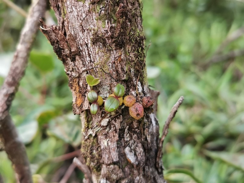 Bulbophyllum nutans photo 3
